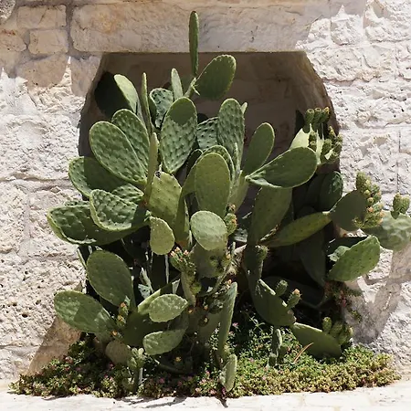 Trulli Holiday Diffuso 3* Alberobello